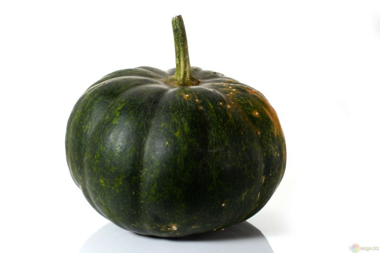 zucca