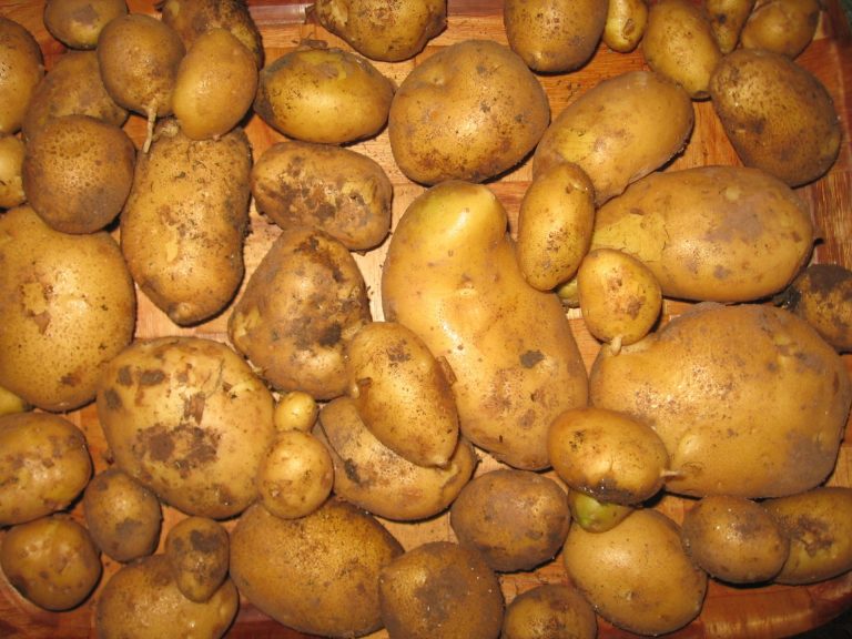 patate