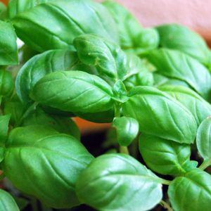 Pesto alla genovese: i segreti per un’ottima riuscita