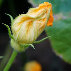 Frittelle ai fiori di zucca