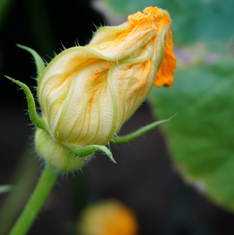 fiori di zucca