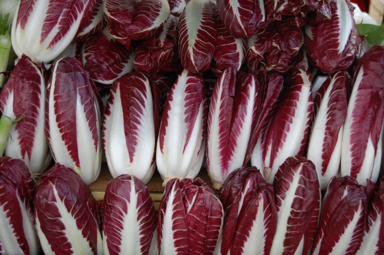 radicchio rosso