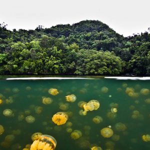 La Repubblica di Palau, l’arcipelago del paradiso nell’Oceano Pacifico