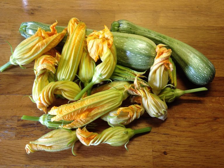 zucchini e fiori di zucca