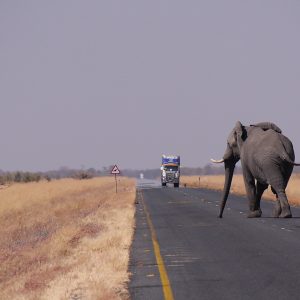 Safari in Botswana, viaggio in Africa tra animali e natura