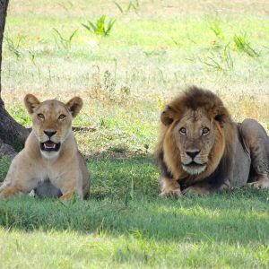 In Tanzania per un safari dal Ngorongoro al Serengeti