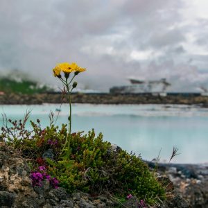 Vacanze di Natale e Capodanno in Islanda per vedere l’Aurora Boreale