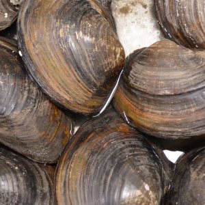 Valli di Comacchio e Delta del Po, tour tra natura e cultura