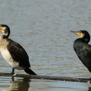 Valli di Comacchio e Delta del Po, tour tra natura e cultura