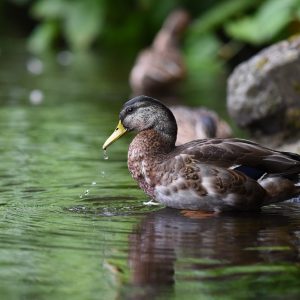 Valli di Comacchio e Delta del Po, tour tra natura e cultura