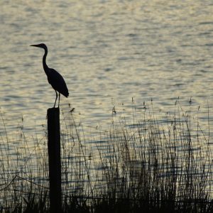 Valli di Comacchio e Delta del Po, tour tra natura e cultura