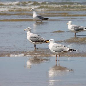 Valli di Comacchio e Delta del Po, tour tra natura e cultura