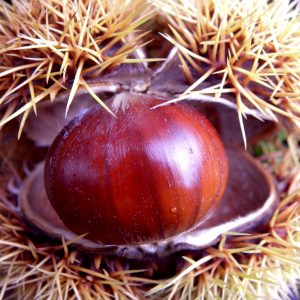 Ciambelline di farina di castagne