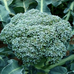 Fettuccine ai broccoli e salsa di anacardi