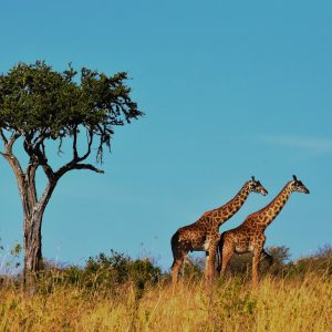 Safari in Tanzania, sulle tracce di Hemingway