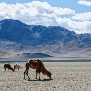 Viaggio avventura in Mongolia, la terra dei nomadi