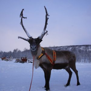 Finlandia in inverno: 8 attività da fare in Lapponia