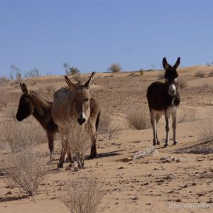 Viaggio nel deserto tunisino con il 4×4