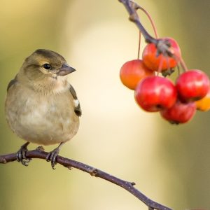 Visitare il Parco del Delta del Po: birdwatching, bicicletta e barca