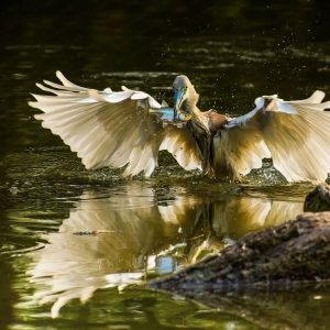 Visitare il Parco del Delta del Po: birdwatching, bicicletta e barca