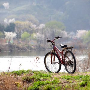 Visitare il Parco del Delta del Po: birdwatching, bicicletta e barca