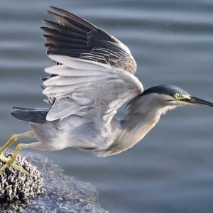 Parco Naturale del Delta del Po, esplorare il Patrimonio Unesco