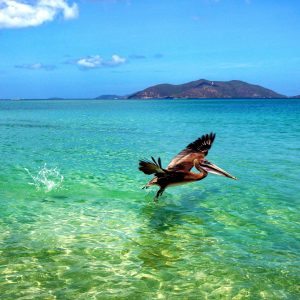 Le Isole Vergini Britanniche e Tortola