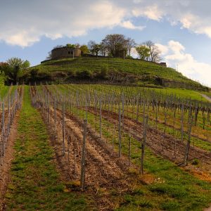 Itinerari tra i vigneti per riscoprire il buon vino e la campagna