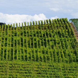 Itinerari tra i vigneti per riscoprire il buon vino e la campagna