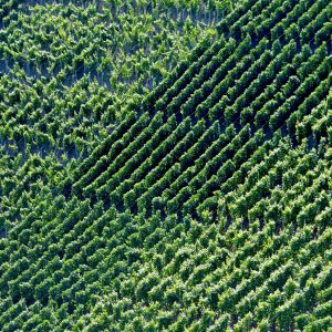 Itinerari tra i vigneti per riscoprire il buon vino e la campagna