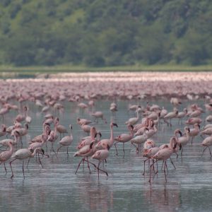 Viaggio in Africa alla scoperta del Lago Natron che dà la vita e che la toglie