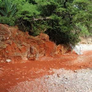 I granchi rossi: gli abitanti misteriosi dell’Isola di Natale