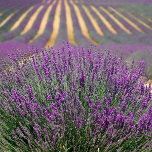 Provenza Bike Tour, un itinerario pedalando attraverso la natura e le eccellenze di questa regione francese