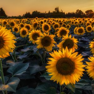 I girasoli della Thailandia, un suggestivo mare colorato