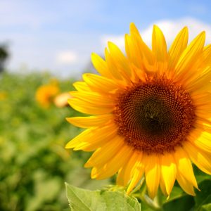 I girasoli della Thailandia, un suggestivo mare colorato