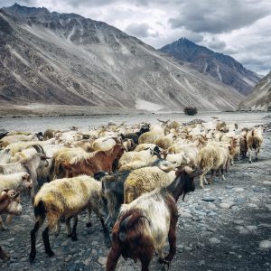 Un itinerario nel ‘Piccolo Tibet’, il Ladakh, tra le montagne più alte del mondo