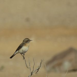 Eilat: un viaggio in Israele, fra mare, deserto e migrazioni di uccelli