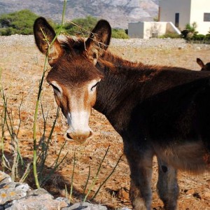 L’isola di Pantelleria, una vancanza nel Mediterraneo