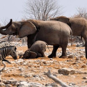 Scoprire la Namibia, dal parco Etosha al deserto del Kalahari