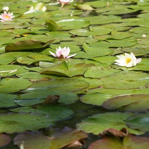 Lago di Garda, tutta la natura del mondo in un giardino