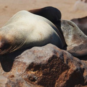 Scoprire la Namibia, dal parco Etosha al deserto del Kalahari