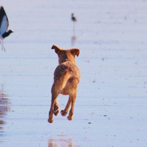 Vacanze con il cane? Ecco gli hotel italiani che accettano animali domestici