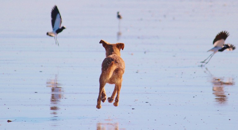 cane al mare