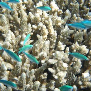 Snorkeling, le isole più belle da vivere sott’acqua