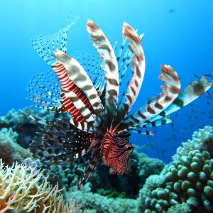 Snorkeling, le isole più belle da vivere sott’acqua