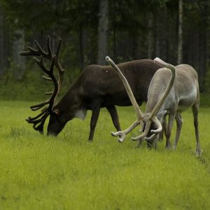 Itinerari in Finlandia, lungo la via dei Re