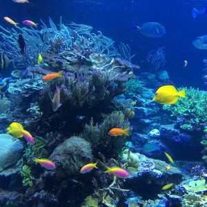 Snorkeling, le isole più belle da vivere sott’acqua