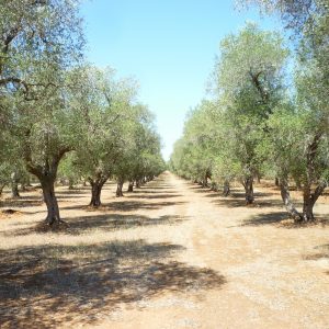 Puglia, luoghi da visitare a tavola