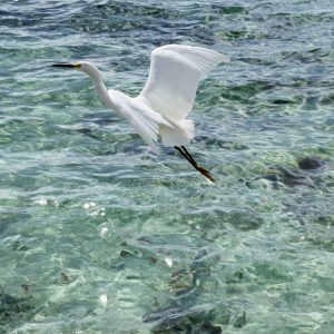 Baia De Las Aguilas, il paradiso della Repubblica Dominicana