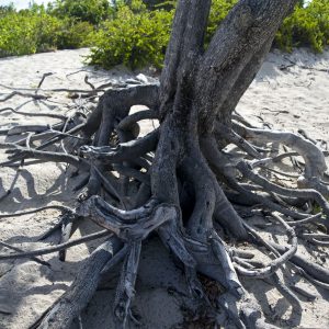 Baia De Las Aguilas, il paradiso della Repubblica Dominicana